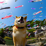 【インスタ150万フォロワー】柴犬まるが語る、GWに絶対行くべき日本の絶景