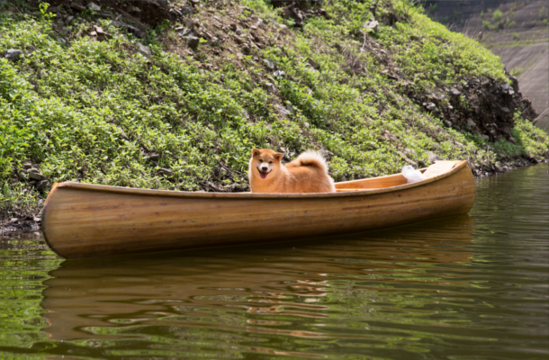 【作って・乗って・泳いで】埼玉の名栗湖は愛犬と一緒に水遊びをするのに最適！