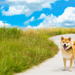 【海＆山が魅力の伊豆高原】実は、犬にとっても楽園だった~柴犬まるの実体験リポート付~