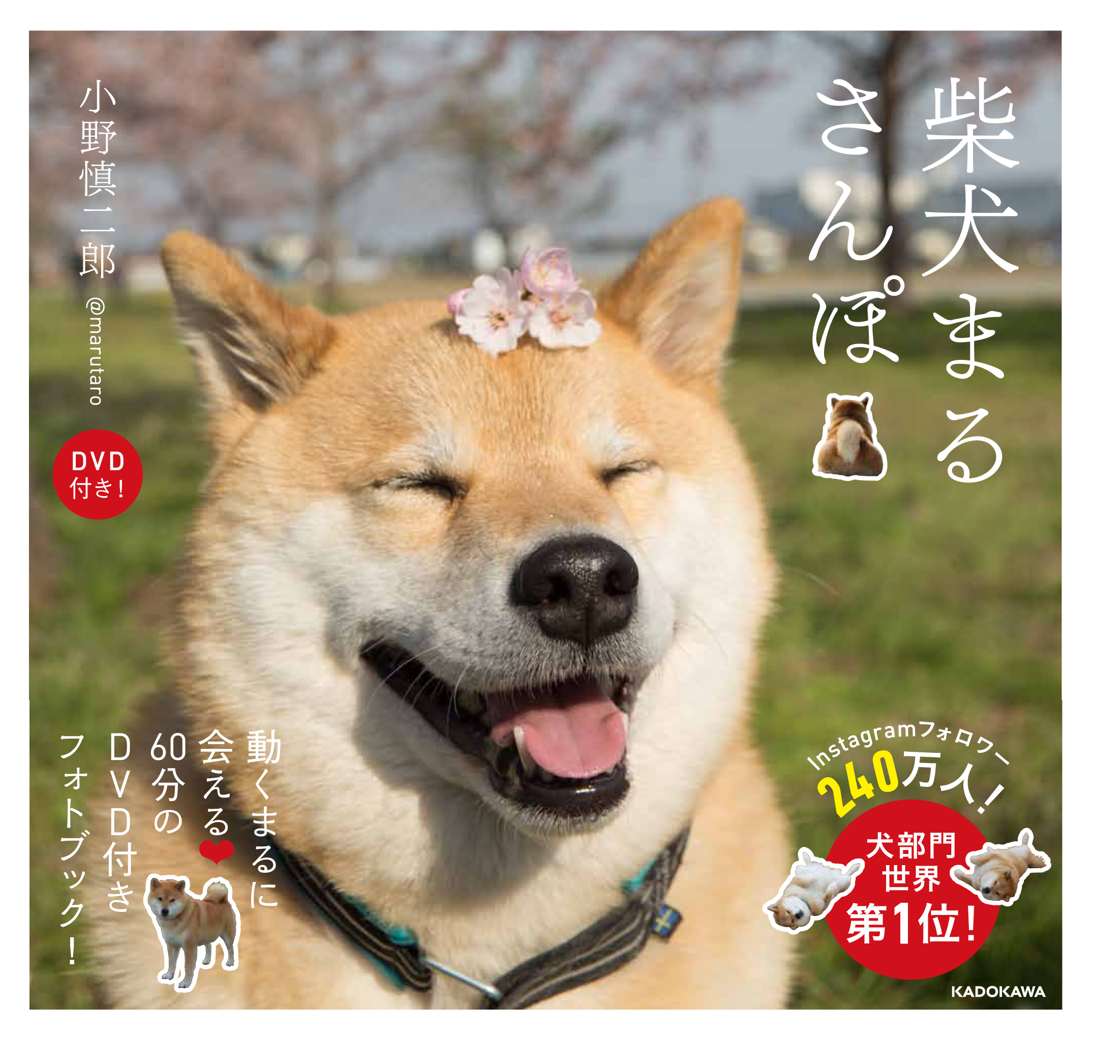 柴犬まる Japaneseclass Jp