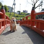 柴犬まるが紹介する静岡の旅～まる、パワースポットで元気百倍！～