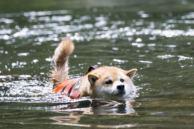 柴犬まる、全力で水遊び！都内なのに自然豊かなおすすめスポット