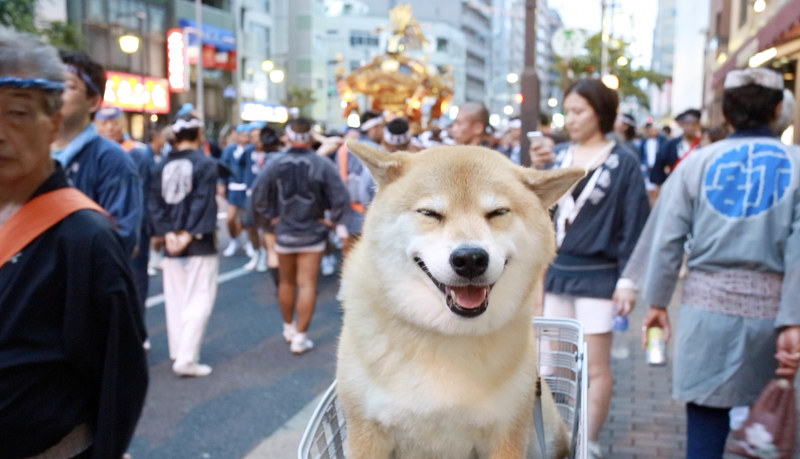 秋は柴犬シーズンの始まり！柴犬まる、根津神社例大祭を見物