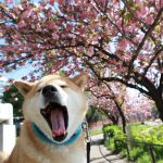 4月も後半！柴犬まる、桜前線を追っかけて宮城県へ行く（前編）