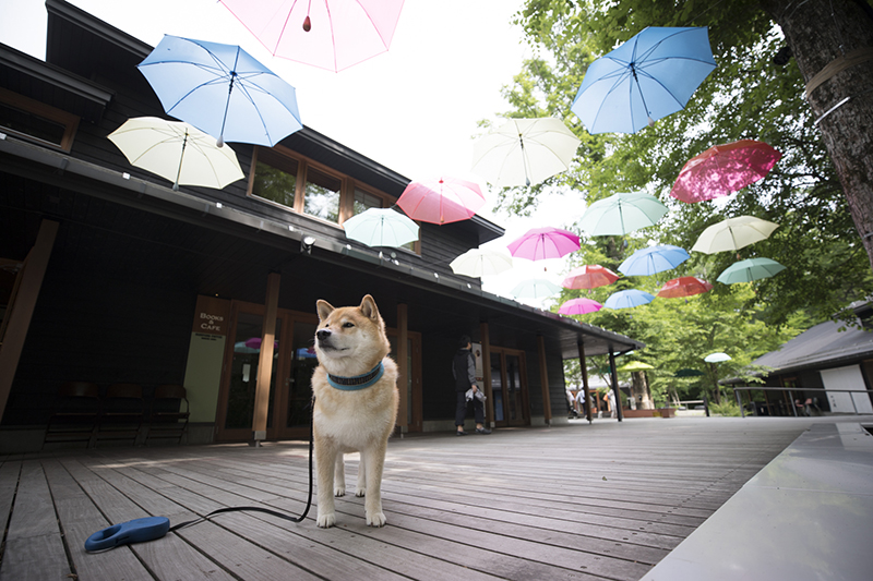 6月も残りわずか！柴犬まる、軽井沢で涼を取る