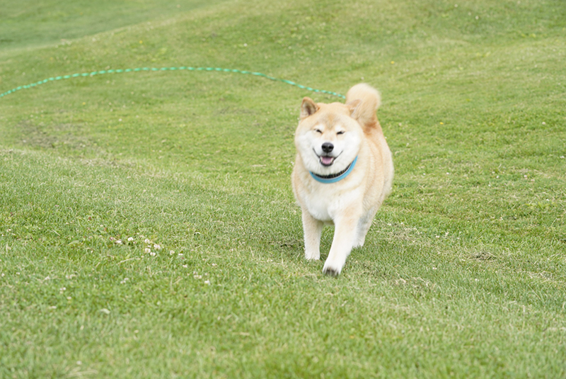 北海道旅行記念！柴犬まるが教えるペットとの旅の手段5選