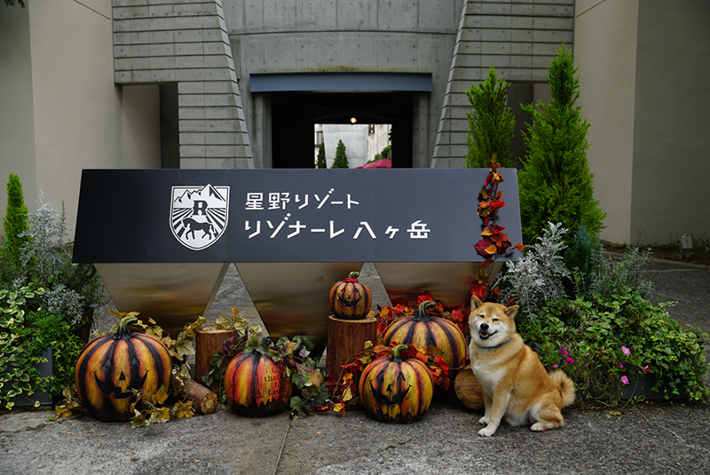 10月20日は柴犬まるの誕生日！星野リゾート リゾナーレ八ヶ岳でハロウィン体験の巻
