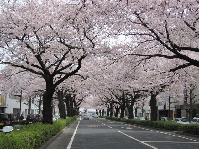 今年もいよいよ開花目前！ドライブがてらに行ける茨城のおすすめ桜名所をピックアップ